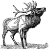Elk Line Image